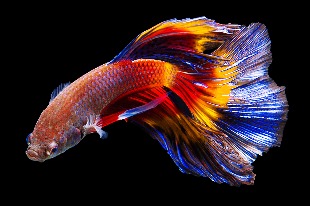 Level Up Your Betta's Tank: Aquascape Tips You Can't Miss - The